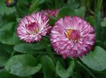 Garden Flowers Bellis daisy, English Daisy, Lawn Daisy, Bruisewort, Bellis perennis burgundy Photo, description and cultivation, growing and characteristics