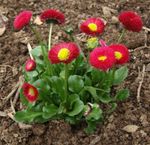 Garden Flowers Bellis daisy, English Daisy, Lawn Daisy, Bruisewort, Bellis perennis red Photo, description and cultivation, growing and characteristics