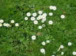 Puutarhakukat Bellis Päivänkakkara, Englanti Päivänkakkara, Nurmikko Päivänkakkara, Bruisewort, Bellis perennis valkoinen kuva, tuntomerkit ja muokkaus, viljely ja ominaisuudet