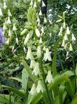 Have Blomster Berg Lilje, Sommer Hyacint, Cape Hyacint, Galtonia hvid Foto, beskrivelse og dyrkning, voksende og egenskaber