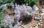 Flores de jardín Gran Betony, Stachys rosa Foto, descripción y cultivo, cultivación y características