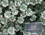 λευκό λουλούδι Μεγάλο Betony χαρακτηριστικά και φωτογραφία