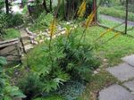 Градински цветове Bigleaf Ligularia, Леопард Растение, Златна Кръстец жълт снимка, описание и отглеждане, култивиране и характеристики