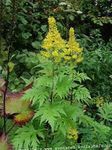 庭の花 大きな葉のメタカラコウ属、ヒョウ植物、黄金ノボロギク, Ligularia 黄 フォト, 説明 と 栽培, 成長 と 特性