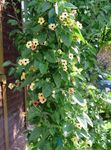 Tuin Bloemen Zwart Oog Susan, Thunbergia alata geel foto, beschrijving en teelt, groeiend en karakteristieken