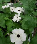 Λουλούδια κήπου Μαύρο Μάτι Susan, Thunbergia alata λευκό φωτογραφία, περιγραφή και καλλιέργεια, φυτοκομεία και χαρακτηριστικά