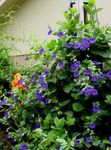 Vrtne Cvjetovi Crna Oka Susan, Thunbergia alata plava Foto, opis i uzgajanje, uzgoj i karakteristike