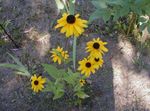 Záhradné kvety Black-Eyed Susan, Východnej Echinacea, Oranžová Echinacea, Efektné Echinacea, Rudbeckia žltá fotografie, popis a pestovanie, pestovanie a vlastnosti