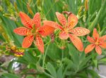 Garden Flowers Blackberry Lily, Leopard Lily, Belamcanda chinensis orange Photo, description and cultivation, growing and characteristics