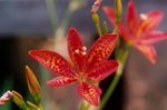 Garden Flowers Blackberry Lily, Leopard Lily, Belamcanda chinensis red Photo, description and cultivation, growing and characteristics