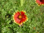 red  Blanket Flower characteristics and Photo