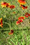 Kokardenblume, Gaillardia rot Foto, Beschreibung und Anbau, wächst und Merkmale