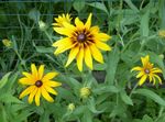  Kokardenblume, Gaillardia gelb Foto, Beschreibung und Anbau, wächst und Merkmale