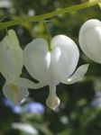 Hage blomster Blødende Hjerte, Dicentra, Dicentra spectabilis hvit Bilde, beskrivelse og dyrking, voksende og kjennetegn