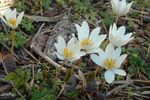 Hage blomster Bloodroot, Red Puccoon, Sanguinaria hvit Bilde, beskrivelse og dyrking, voksende og kjennetegn