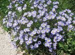 Sodo Gėlės Mėlyna Saulutė, Mėlynas Marguerite, Felicia amelloides šviesiai mėlynas Nuotrauka, aprašymas ir auginimas, augantis ir charakteristikos