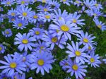 Have Blomster Blå Daisy, Blå Marguerite, Felicia amelloides lyseblå Foto, beskrivelse og dyrkning, voksende og egenskaber
