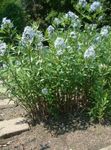 Flores do Jardim Azul Dogbane, Amsonia tabernaemontana luz azul foto, descrição e cultivo, crescente e características