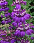 Ogrodowe Kwiaty Collins, Collinsia purpurowy zdjęcie, opis i uprawa, hodowla i charakterystyka