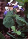Садовыя Кветкі Коллінс, Collinsia блакітны фота, апісанне і вырошчванне, вырошчванне і характарыстыка