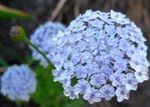 Flor Azul Do Laço, Rottnest Island Daisy, Didiscus luz azul foto, descrição e cultivo, crescente e características