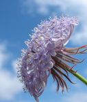 Blauwe Kant Bloem, Rottnest Island Daisy, Didiscus lila foto, beschrijving en teelt, groeiend en karakteristieken