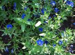 Flores de jardín Pimpinela Azules, Anagallis Monellii azul Foto, descripción y cultivo, cultivación y características
