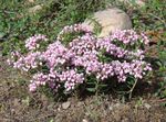 Garden Flowers Bog Rosemary, Common Bog Rosemary, Marsh Andromeda pink Photo, description and cultivation, growing and characteristics