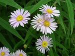 pink Blomst Boltons Aster, Hvid Dukke Daisy, Falsk Aster, Falsk Kamille egenskaber og Foto