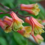 Kerti Virágok Bomarea sárga fénykép, leírás és termesztés, növekvő és jellemzők