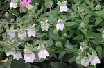 Záhradné kvety Kapota Zvonček, Codonopsis biely fotografie, popis a pestovanie, pestovanie a vlastnosti