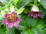 庭の花 ボンネット桔梗, Codonopsis ピンク フォト, 説明 と 栽培, 成長 と 特性
