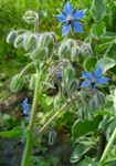 blue Flower Borage characteristics and Photo
