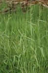 green Flower Bowles Golden Grass, Golden Millet Grass, Golden Wood Mille characteristics and Photo