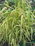 园林花卉 鲍尔斯金丝草，金小米草，金木米尔, Milium effusum 绿 照, 描述 和 养殖, 成长 和 特点