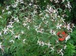 Flores do Jardim Bowmans Raiz, , Gillenia trifoliata branco foto, descrição e cultivo, crescente e características