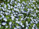 light blue Flower Brooklime characteristics and Photo