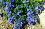 плави Цвет Брооклиме карактеристике и фотографија