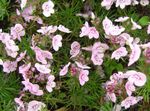 Sodo Gėlės Brooklime, Veronica rožinis Nuotrauka, aprašymas ir auginimas, augantis ir charakteristikos