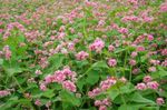 Záhradné kvety Pohánka, Fagopyrum esculentum ružová fotografie, popis a pestovanie, pestovanie a vlastnosti