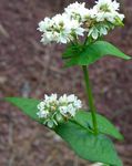 Садові Квіти Гречка Посівна, Fagopyrum esculentum білий Фото, опис і вирощування, зростаючий і характеристика