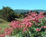 Trädgårdsblommor Bovete, Eriogonum rosa Fil, beskrivning och uppodling, odling och egenskaper