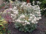 Садовыя Кветкі Эриогонум, Eriogonum белы фота, апісанне і вырошчванне, вырошчванне і характарыстыка