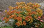 Zahradní květiny Pohanka, Eriogonum oranžový fotografie, popis a kultivace, pěstování a charakteristiky