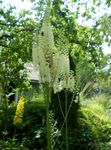 Dārza Ziedi Bugbane, Pasaku Sveces, Cimicifuga, Actaea balts Foto, apraksts un audzēšana, augošs un raksturlielumi