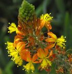 Hage blomster Bulbine, Bulbinella, Brenne Gelé Plante, Forfulgt Bulbine, Oransje Bulbine orange Bilde, beskrivelse og dyrking, voksende og kjennetegn