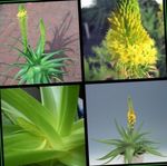 amarillo Flor Bulbine, Bulbinella, Quemar Planta Jalea, Acechado Bulbine, Bulbine Naranja características y Foto