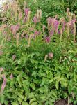 Tuin Bloemen Burnet, Sanguisorba roze foto, beschrijving en teelt, groeiend en karakteristieken