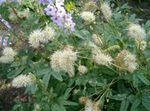 Gartenblumen Wiesenknopf, Sanguisorba weiß Foto, Beschreibung und Anbau, wächst und Merkmale