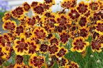 Bahçe Çiçekleri Burridges Greenthread, Burridge Yeşil-Thread, Cosmidium burridgeanum, Thelesperma burridgeanum turuncu fotoğraf, tanım ve yetiştirme, büyüyen ve özellikleri